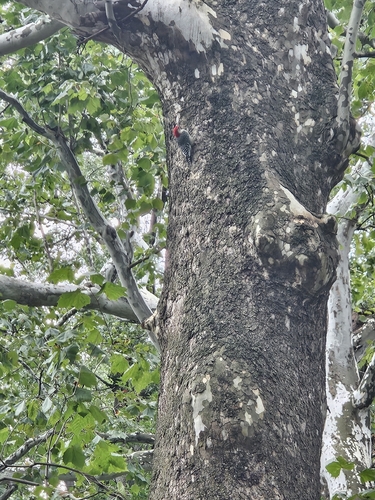 Red-bellied Woodpecker