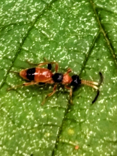 Aptesis nigrocincta