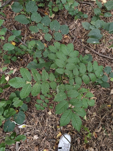 European ash