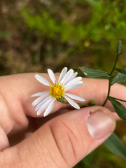 Symphyotrichum turbinellum