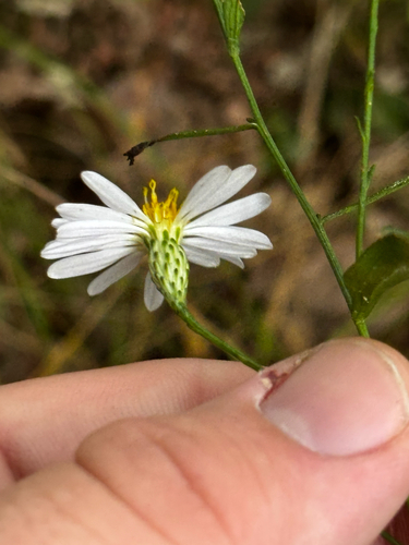 Symphyotrichum turbinellum, photograph 2