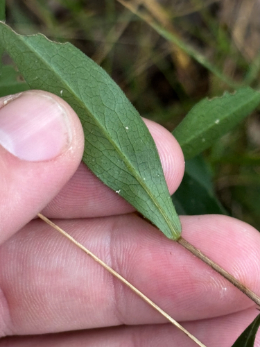 Symphyotrichum turbinellum, photograph 4