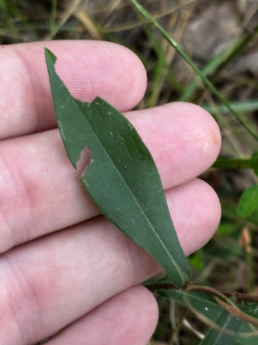 Symphyotrichum turbinellum, photograph 3