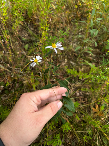 Symphyotrichum turbinellum, photograph 5