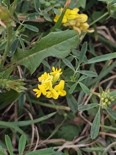 sickle alfalfa