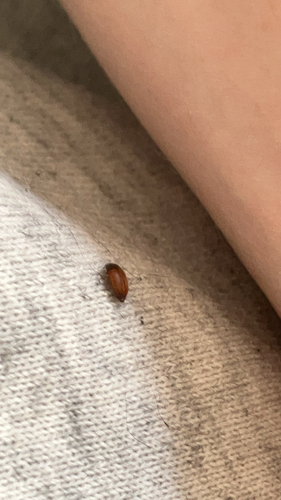 Brown Carpet Beetle