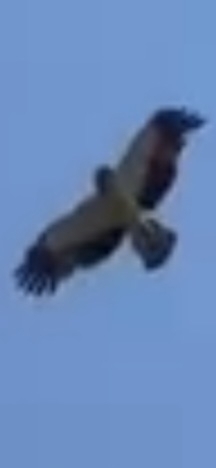 Booted Eagle