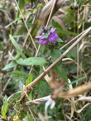 Marsh Woundwort