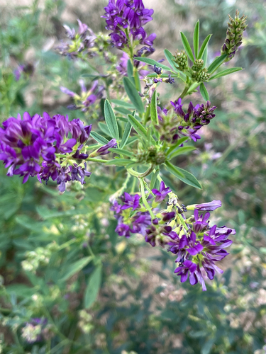 Alfalfa
