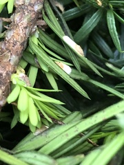 Pulvinaria floccifera