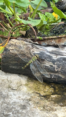 Southern Hawker