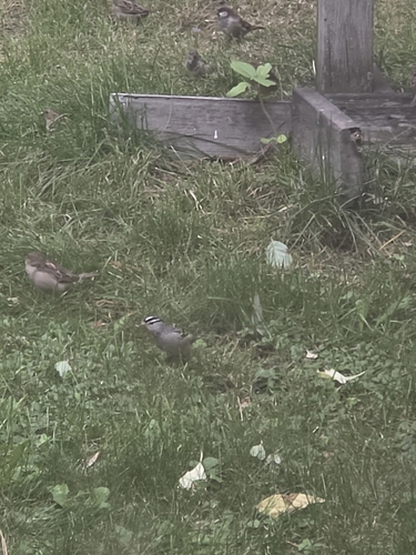 White-crowned Sparrow