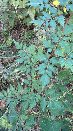 peppervine
