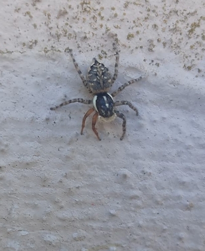Half-edged Wall Jumping Spider