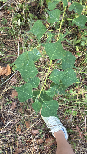 Chinese Tallow