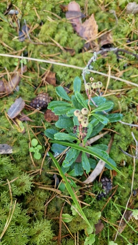 pipsissewa