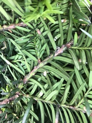 Pulvinaria floccifera