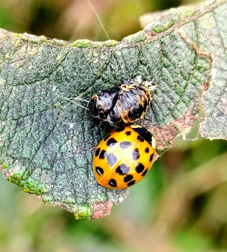 Asian Lady Beetle