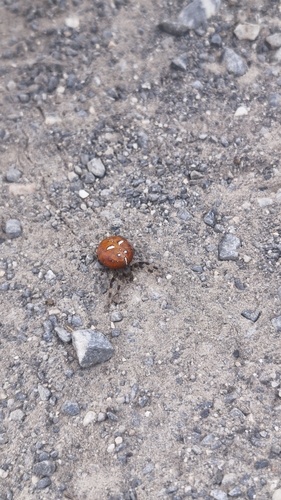 Four-spot Orbweaver