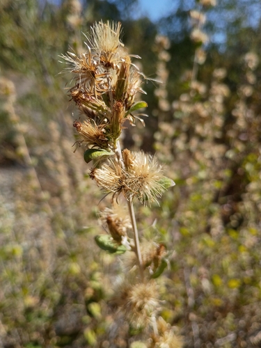 California Brickellbush