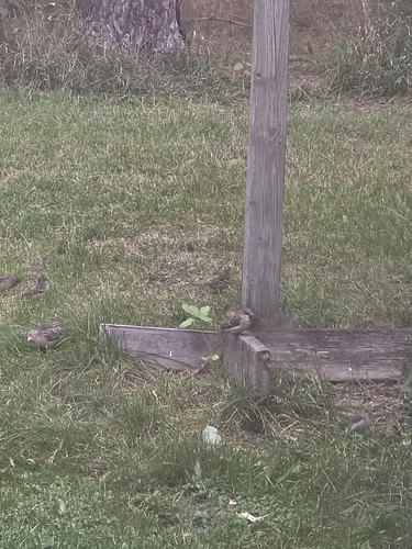 House Sparrow