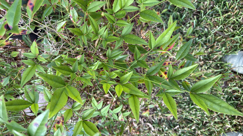 Heavenly bamboo