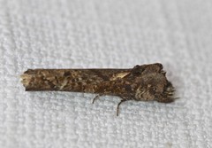 Ortholomia moluccana