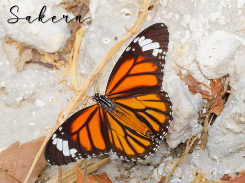 Common Tiger Butterfly