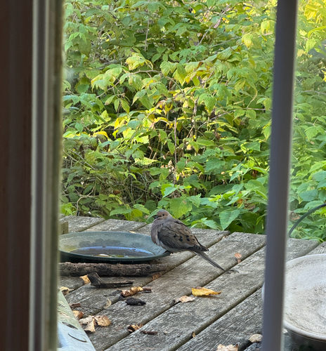 Mourning Dove