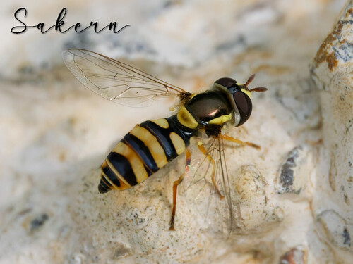 Yellow-shouldered Hover Fly