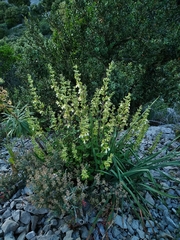 Teucrium flavum