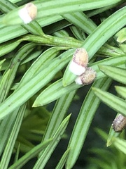 Pulvinaria floccifera