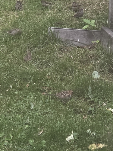 Harris's Sparrow