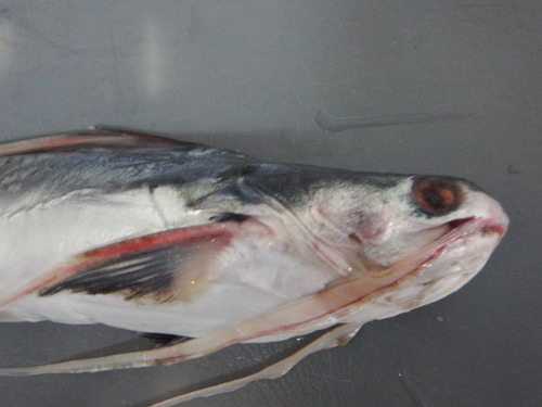 Red sea catfish (Bagre pinnimaculatus) — Ariidae — 4