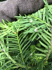 Pulvinaria floccifera