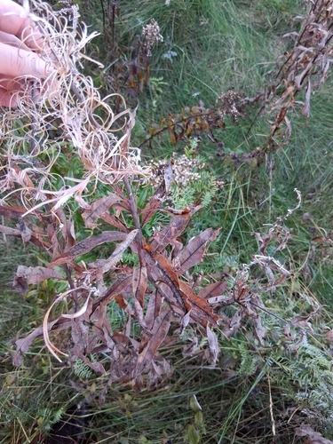 fireweed