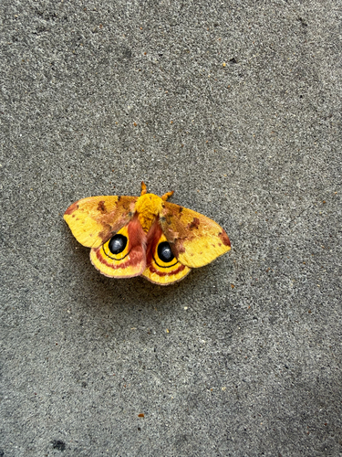 Io Moth