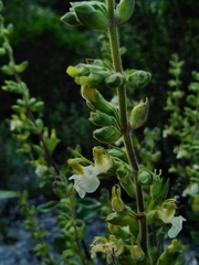 Teucrium flavum