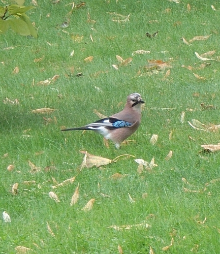 Eurasian Jay