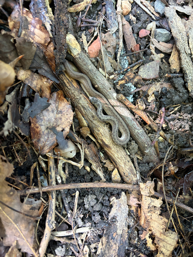 DeKay's Brownsnake