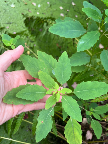 common jewelweed
