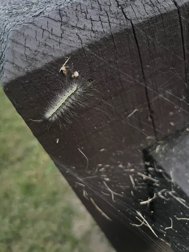 Fall Webworm Moth