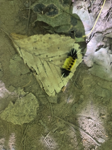 Spotted Tussock Moth
