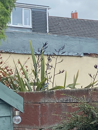 Eurasian Blue Tit