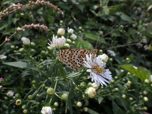 Spotted Fritillary