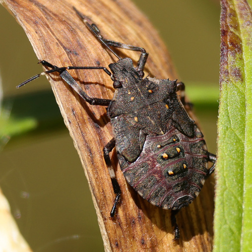 Brown Marmorated Stink Bug