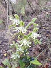 Bonatea speciosa, photograph (c) Andreas De Beer, some rights reserved (CC BY)