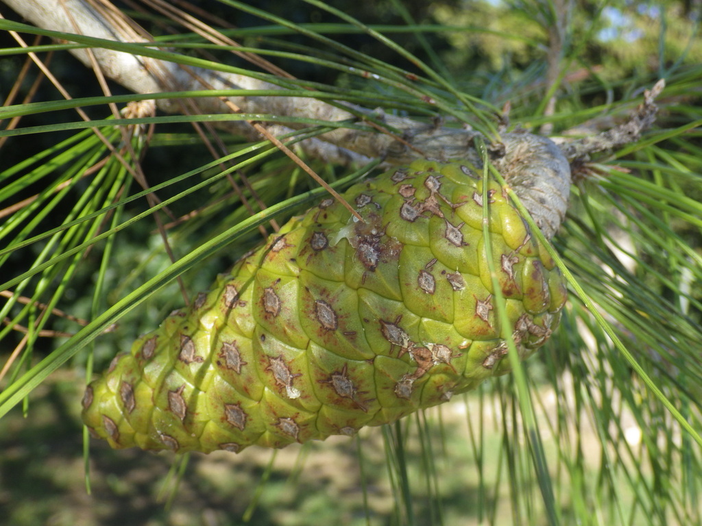 Pinus halepensis; photograph (c) Pere Barnola, some rights reserved (CC BY-SA)