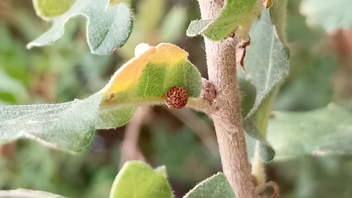 Oyster Gall Wasp