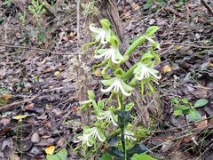 Bonatea speciosa, photograph (c) Andreas De Beer, some rights reserved (CC BY)